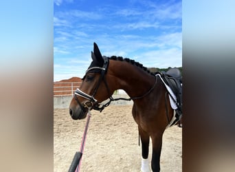 German Riding Horse, Gelding, 7 years, 17,1 hh, Bay-Dark