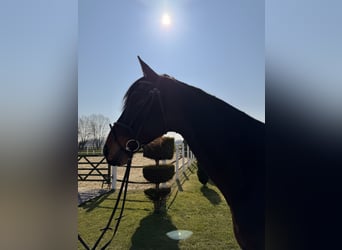 German Riding Horse, Gelding, 7 years, 17,2 hh, Brown