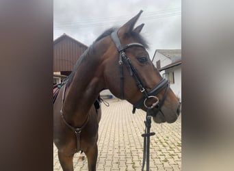 German Riding Horse, Gelding, 7 years, Smoky-Black