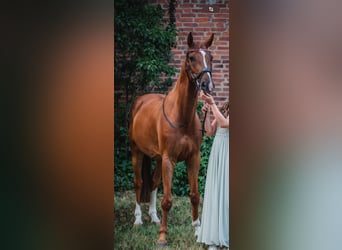 German Riding Horse, Gelding, 8 years, 16.1 hh, Chestnut-Red