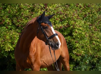 German Riding Horse, Gelding, 8 years, 16.1 hh, Chestnut-Red