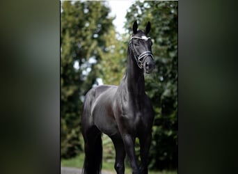German Riding Horse, Gelding, 8 years, 16.2 hh, Black
