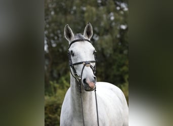 German Riding Horse, Gelding, 8 years, 16.2 hh, Gray