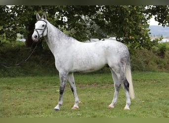 German Riding Horse, Gelding, 8 years, 16.2 hh, Gray