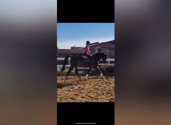 German Riding Horse, Gelding, 8 years, 16.2 hh, Smoky-Black