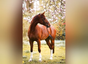 German Riding Horse, Gelding, 8 years, 16,3 hh, Chestnut-Red