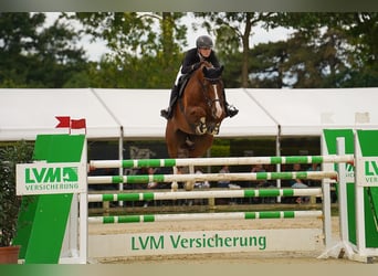 German Riding Horse, Gelding, 8 years, 16,3 hh, Chestnut-Red