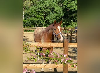 German Riding Horse, Gelding, 8 years, 16,3 hh, Chestnut-Red