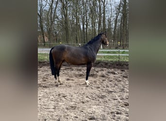 German Riding Horse, Gelding, 8 years, 16 hh, Bay-Dark