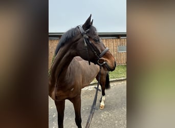 German Riding Horse, Gelding, 8 years, 16 hh, Bay-Dark