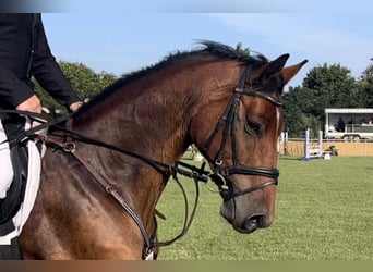 German Riding Horse, Gelding, 8 years, 16 hh, Brown