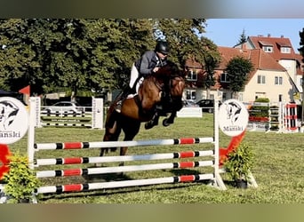 German Riding Horse, Gelding, 8 years, 16 hh, Brown