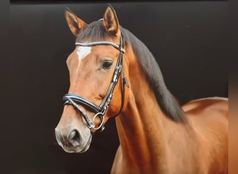 German Riding Horse, Gelding, 8 years, 16,3 hh, Brown