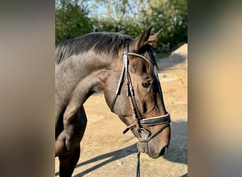 German Riding Horse, Gelding, 8 years, 17.1 hh, Bay-Dark