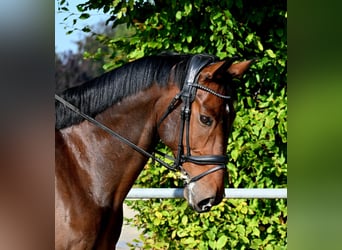 German Riding Horse, Gelding, 8 years, 17 hh, Bay-Dark