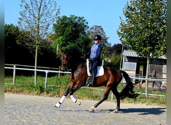 German Riding Horse, Gelding, 8 years, 17 hh, Bay-Dark