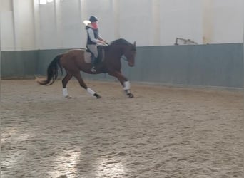 German Riding Horse, Gelding, 8 years, 17 hh, Brown