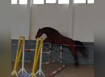 German Riding Horse, Gelding, 8 years, 17 hh, Brown