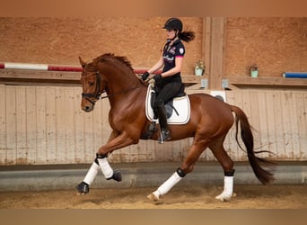 German Riding Horse, Gelding, 8 years, 17 hh, Chestnut