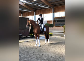 German Riding Horse, Gelding, 8 years, 17 hh, Chestnut