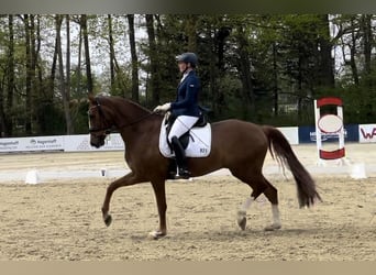 German Riding Horse, Gelding, 8 years, 17 hh, Chestnut-Red