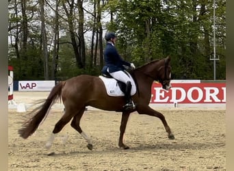 German Riding Horse, Gelding, 8 years, 17 hh, Chestnut-Red