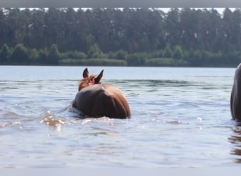 German Riding Horse, Gelding, 8 years, 17 hh, Chestnut-Red