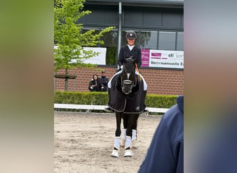 German Riding Horse, Gelding, 8 years, 17 hh, Smoky-Black