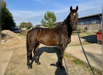 German Riding Horse, Gelding, 8 years, 17,1 hh, Bay-Dark
