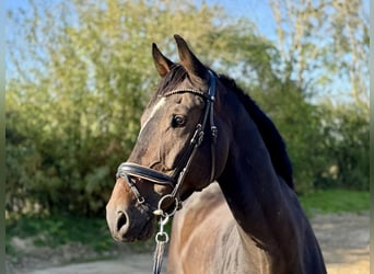 German Riding Horse, Gelding, 8 years, 17,1 hh, Bay-Dark