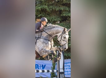 German Riding Horse, Gelding, 8 years, 18 hh, Gray