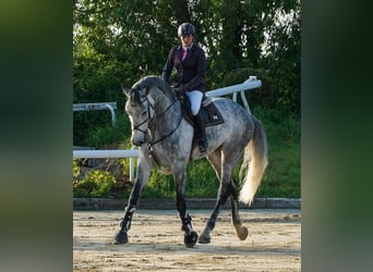 German Riding Horse, Gelding, 8 years, 18 hh, Gray