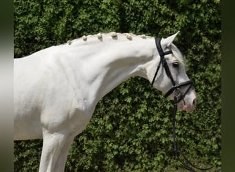 German Riding Horse Mix, Gelding, 9 years, 15.1 hh, Grey