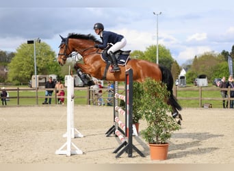 German Riding Horse, Gelding, 9 years, 16.2 hh, Brown