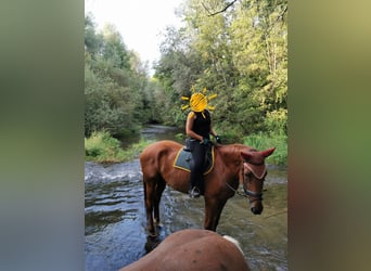 German Riding Horse, Gelding, 9 years, 16.2 hh, Chestnut-Red