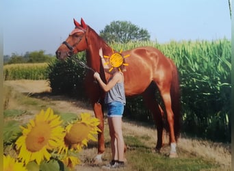 German Riding Horse, Gelding, 9 years, 16.2 hh, Chestnut-Red