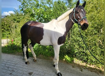 German Riding Horse, Gelding, 9 years, 16.2 hh, Pinto