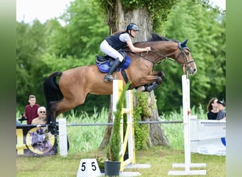 German Riding Horse, Gelding, 9 years, 16.3 hh, Brown