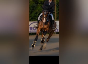 German Riding Horse, Gelding, 9 years, 16.3 hh, Brown