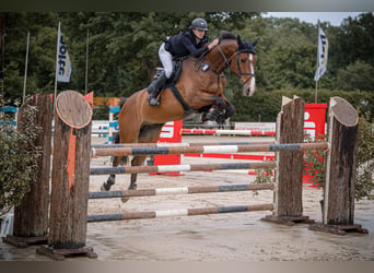 German Riding Horse, Gelding, 9 years, 16.3 hh, Brown