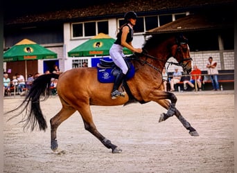 German Riding Horse, Gelding, 9 years, 16.3 hh, Brown