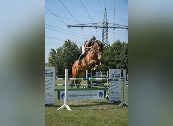 German Riding Horse, Gelding, 9 years, 16.3 hh, Brown