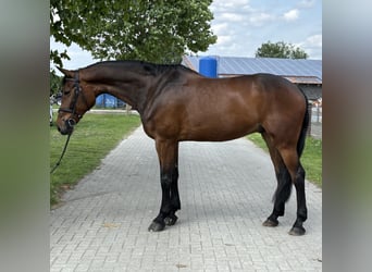 German Riding Horse, Gelding, 9 years, 16,2 hh, Brown