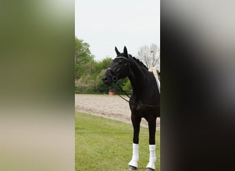 German Riding Horse, Gelding, 9 years, 17.1 hh, Black