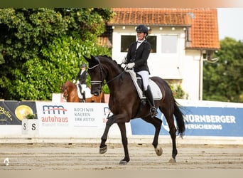 German Riding Horse, Gelding, 9 years, 17.1 hh, Black