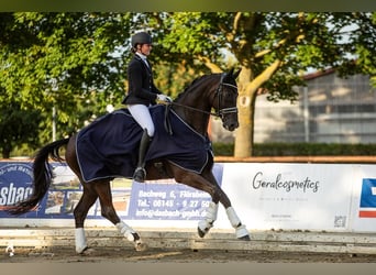 German Riding Horse, Gelding, 9 years, 17.1 hh, Black