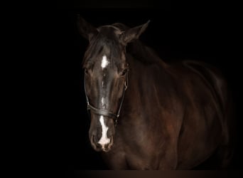 German Riding Horse, Gelding, 9 years, 17.1 hh, Smoky-Black