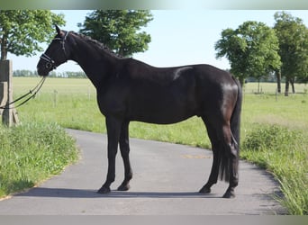 German Riding Horse, Gelding, 9 years, 17 hh, Bay-Dark