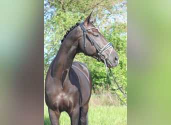 German Riding Horse, Gelding, 9 years, 17 hh, Bay-Dark