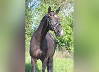 German Riding Horse, Gelding, 9 years, 17 hh, Bay-Dark